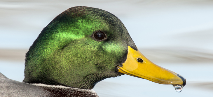 image of Duck