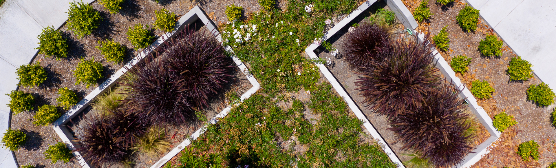 Aerial view of two rectangular garden beds with shrubs, surrounded by small plants and curved concrete pathways.