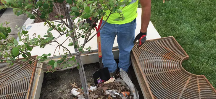 image cleaning mulch layer of Filterra